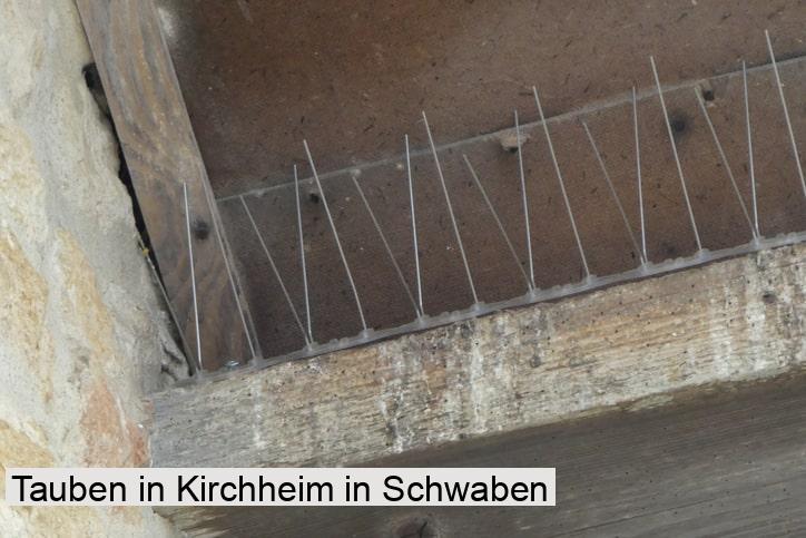 Tauben in Kirchheim in Schwaben